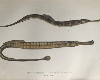 1877 Greater Pipefish and Broadnosed Pipefish Original Antique Print - Fish - Fishing - Marine Decor - Mounted and Matted - Available Framed