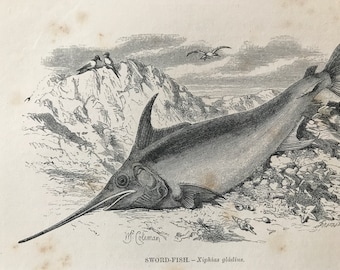 1863 Swordfish Original Antique Print - Fish Illustration - Marine Decor - Mounted and Matted - Available Framed