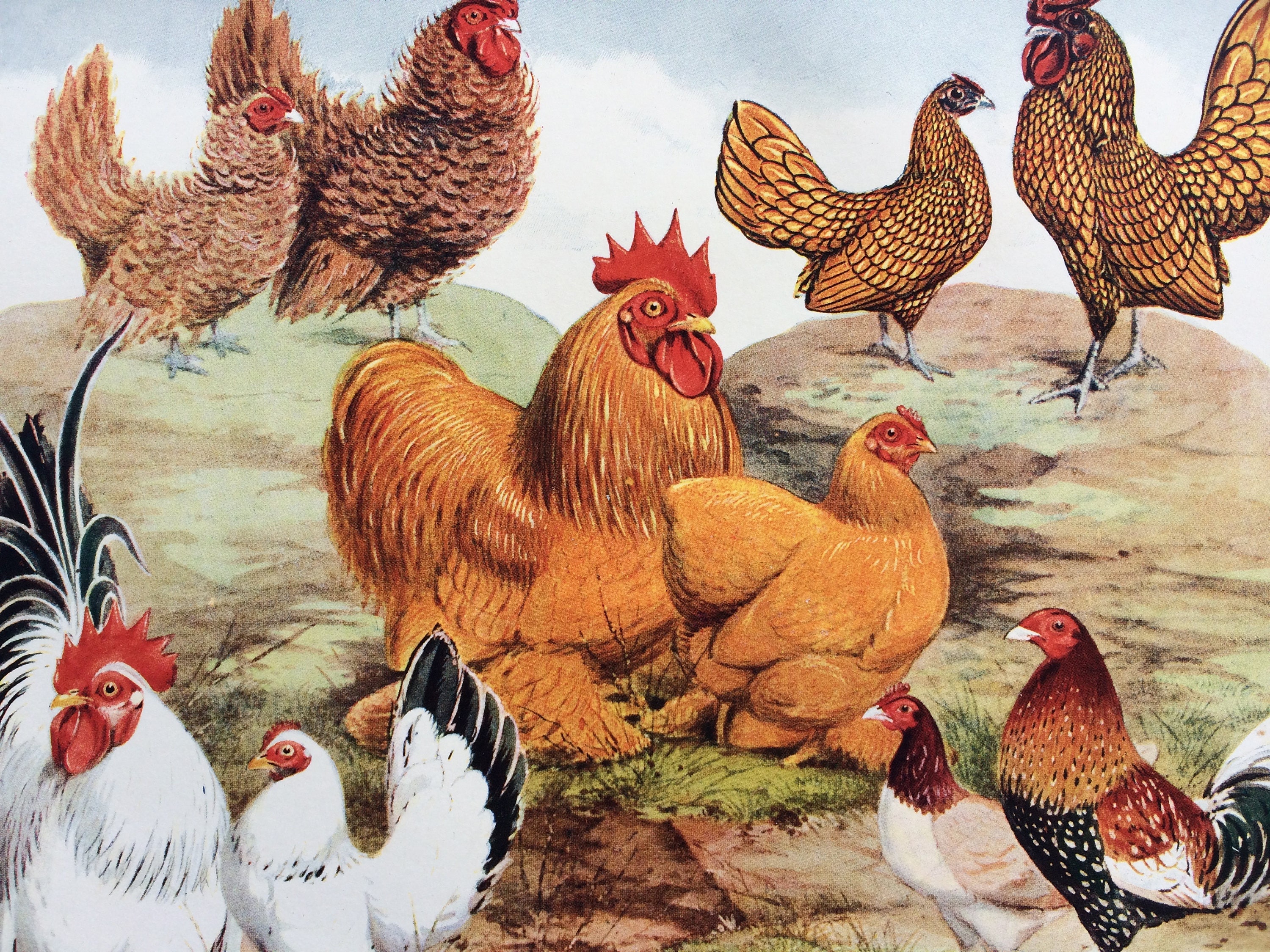 Game Bantams - Etsy