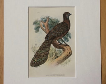 1896 Grey Peacock Pheasant Original Antique Chromolithograph - Bird - Ornithology - Mounted and Matted - Available Framed