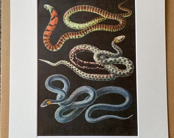 1968 Dice Snake and Grass Snake Original Vintage Print - Herpetology - Reptile - Mounted and Matted - Available Framed