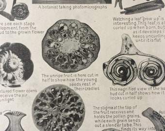 1940s Botany - Looking into the heart of a growing plant Original Vintage Print - Mounted and Matted - Botanical Diagram - Available Framed