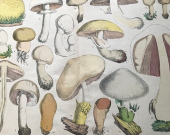 1880 Large Original Antique Fungi Lithograph - Mushroom -  Botany - Botanical Art - Wall Decor - Kitchen Decor - Agaric