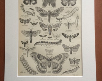1875 Butterflies and Moths Original Antique Matted Engraving - Lepidoptera - Insect - Butterfly - Entomology - Matted & Available Framed