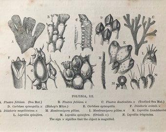 1863 Polyzoa Original Antique Print - Ocean Wildlife - Marine Organism - Natural History - Mounted and Matted - Available Framed