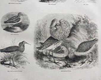 1856 Large Original Antique Bird Engraving - Great Snipe, Woodcock, Ruff & Reeves, Jack Snipe, Painted Snipe - Ornithology - Wall Decor