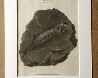 1819 Original Antique Engraving - Ichthyological Remains - Available Mounted and Matted - Fossil - Fishes on Black Schistose Slate - Framed