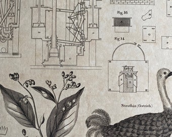 1806 Steam Engine, Ostrich & Styrax Benzoin Plant Original Antique Engraving - Encyclopaedia - Mounted and Matted - Available Framed