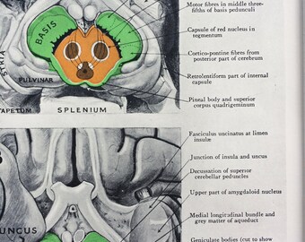 1947 Original Vintage Anatomical Print - Mounted and Matted - Available Framed - 8 x 10 inches - The Brain - Anatomy - Medicine - Biology