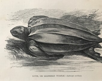 1863 Luth, or Leathery Turtle Original Antique Print - Reptile - Natural History - Mounted and Matted - Available Framed