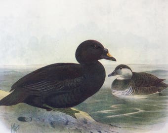 1907 Common Scoter Original Antique Lithograph - Ornithology - British Birds - Decorative Print - Wildlife Decor - Available Matted