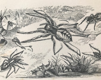 1863 Wolf Spiders Original Antique Print - Arachnida - Entomology - Insect - Mounted and Matted - Available Framed