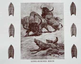 1935 Long-Horned Bison Original Antique Print - Prehistoric Era - Mounted and Matted - Available Framed