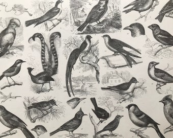 1869 Birds - Zoology Large Original Antique Illustration - Ornithology - Hummingbird Skeleton - Bird of Paradise - Mounted and Matted