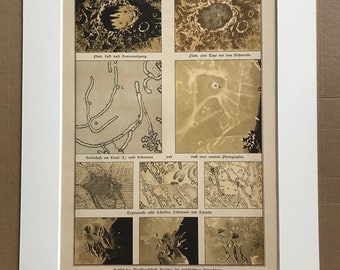 1888 Original Antique Lithograph - Lunar Landscape - Lunar Crater Plato - Celestial Art - Astronomy - Astrology - Victorian Wall Decor