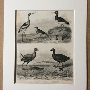 1819 Grallae Original Antique Engraving - Mounted and Matted - Ornithology - Bird - Avocet - Oyster-Catcher - Pratincole - Coot - Framed