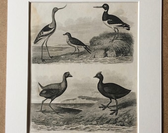 1819 Grallae Original Antique Engraving - Mounted and Matted - Ornithology - Bird - Avocet - Oyster-Catcher - Pratincole - Coot - Framed