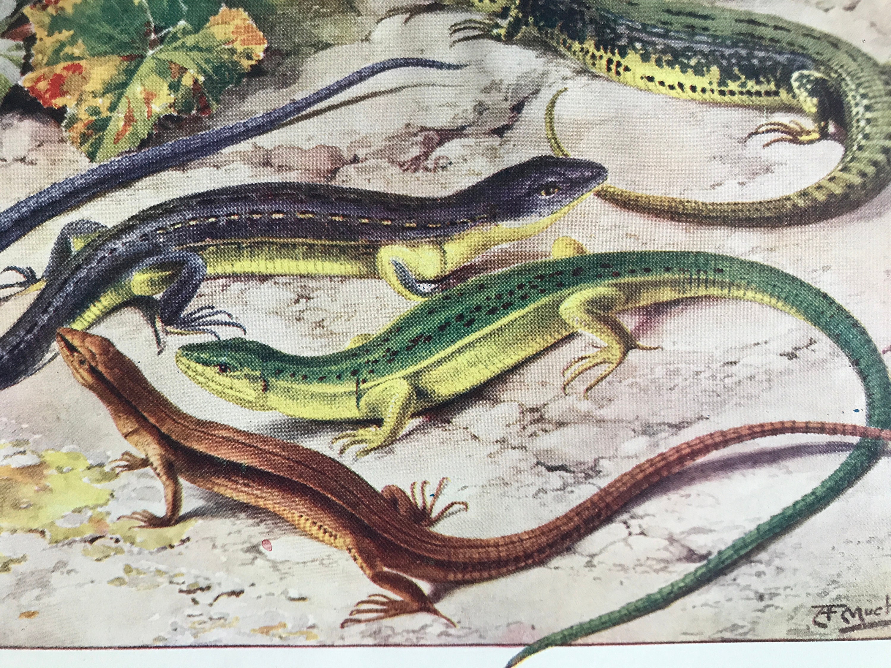 VIVIPAROUS or COMMON Lizard Antique Print Matted/ Mounted 1890s Black and White Engraving