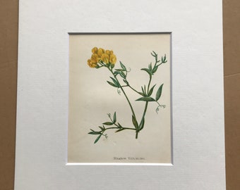 1852 Original Antique Hand-Coloured Anne Pratt Botanical Illustration - Meadow Vetchling - Flower - Botany - Garden - Available Framed