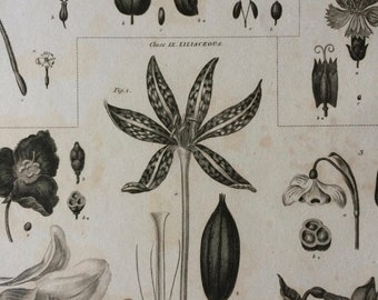1819 Original Antique Botanical Engraving - Available Mounted and Matted - Botanical Art - Flower - Plant - Petals - Available Framed