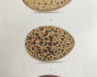 1871 Birds Egg Original Antique Print - Mounted and Matted - Available Framed - Ornithology - Red Grouse - Black Grouse