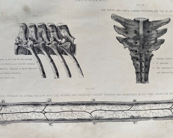 1870 Equine Osteology Original Antique Print - Equine Decor - Equestrian Gift - Horse Anatomy - Vertebrae - Spine