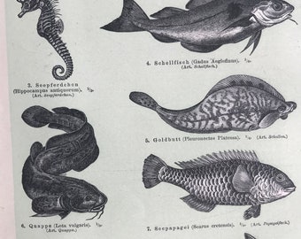 1897 Fishes Original Antique Print - Mounted and Matted - Ichthyology - Fishing - Fish Species - Available Framed