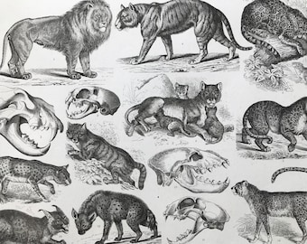 1869 Zoology Large Original Antique Illustration - Lion, Tiger, Jaguar, Leopard, Serval, Hyaena - Natural History - Mounted and Matted