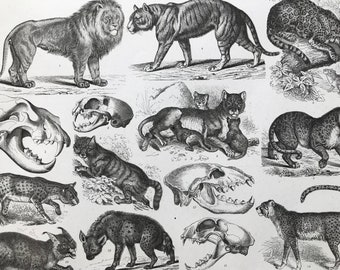 1869 Zoology Large Original Antique Illustration - Lion, Tiger, Jaguar, Leopard, Serval, Hyaena - Natural History - Mounted and Matted