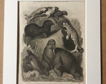 1819 Seals and Walrus Original Antique Engraving - Mounted and Matted - Arctic Walrus, Manatus, Ursine, Harp Seal - Wildlife Decor - Framed