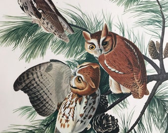 LITTLE SCREECH OWL Large Original Vintage 1964  Audubon Print, 14 x 17 inches, Bird Decor, Vintage Decor, Ornithology