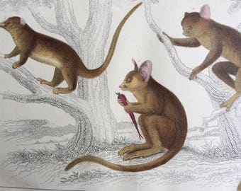 1852 Original Antique Hand-Coloured Engraving - Little Galago, Podje Tarsier & Senegal Galago - Zoology - Natural History - Decorative Print