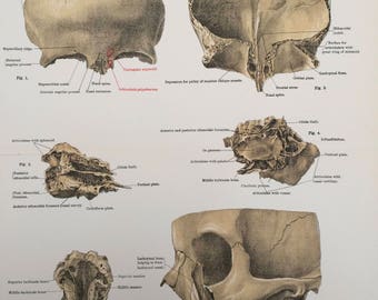 1920 Frontal and Ethmoid Bones Original Antique Print - Anatomy - Science - Medical Decor - Osteology