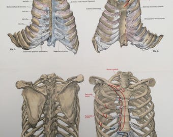 1920 Sternum and Thorax Original Antique Print - Ribcage - Anatomy - Bones & Ligaments - Science - Medical Decor