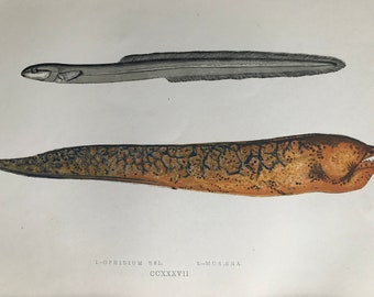 1877 Ophidium Eel and Muraena Original Antique Print - Fish - Fishing - Marine Decor - Mounted and Matted - Available Framed