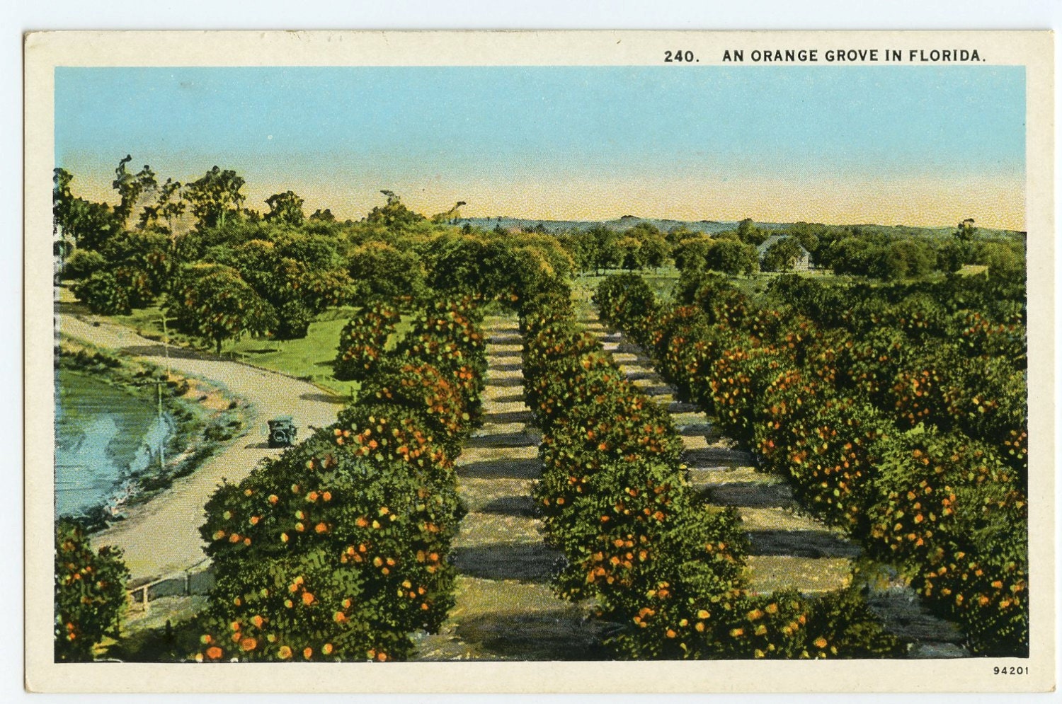 1929 An Orange Grove in Florida vintage postcard, collectible