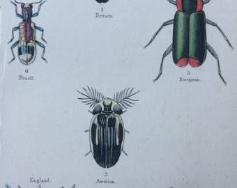 1845 Original Antique Hand-Coloured Steel Engraving - Coleoptera - Jardine - Entomology - Insect - Beetles - Bugs - Decorative Art
