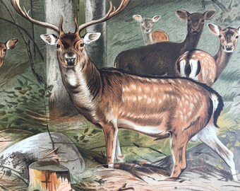 1893 Fallow Deer Original Antique Print - Wildlife - Natural History - Animal Art - Mounted and Matted - Available Framed