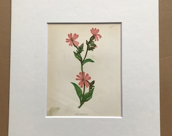 1852 Original Antique Hand-Coloured Anne Pratt Botanical Illustration - Red Campion - Flower - Botany - Garden - Available Framed