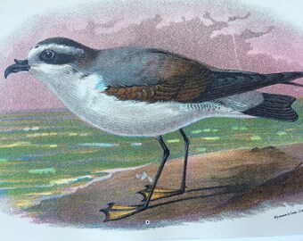 1896 White-Bellied Petrel Original Antique Chromolithograph - Bird - Ornithology - Mounted and Matted - Available Framed