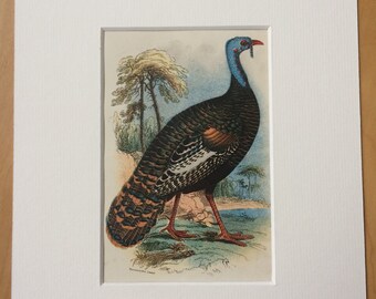 1896 Honduras Turkey Original Antique Chromolithograph - Bird - Ornithology - Mounted and Matted - Available Framed