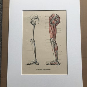 1890 Original Antique Anatomical Print - Leg Muscles & Bones - Skeleton - Anatomy - Medical Decor - Mounted and Matted - Available Framed
