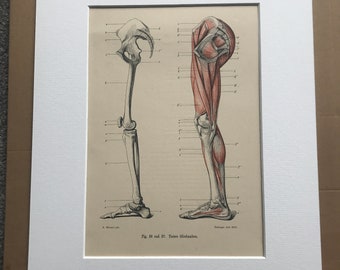 1890 Original Antique Anatomical Print - Leg Muscles & Bones - Skeleton - Anatomy - Medical Decor - Mounted and Matted - Available Framed