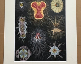 1968 Original Vintage Print - Acantharia - Protozoa - Nasselaria - Rhizaria - Pheodaria - Available Framed - 14 x 11 inches