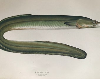 1877 Dublin Eel Original Antique Print - Fish - Fishing - Marine Decor - Mounted and Matted - Available Framed