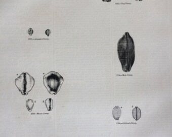 1856 Large Original Antique Sea Shell Engraving - Shellfish - Conchology - Cowry - Marine Wildlife - Wall Decor - Home Decor - Marine Decor