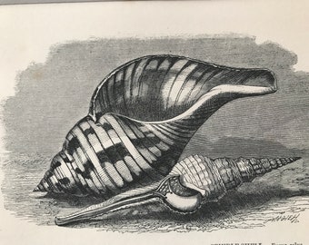 1863 Tulip Whelk and Spindle Shell Original Antique Print - Sea Shell - Marine Decor - Mounted and Matted - Available Framed