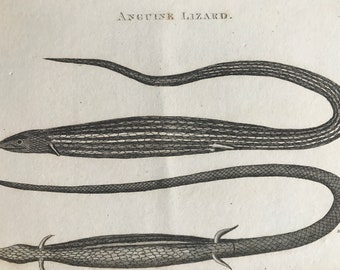 1802 Anguine Lizard Original Antique Engraving - Natural History - Zoology - Reptile - Available Matted and Framed
