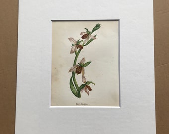 1852 Original Antique Hand-Coloured Anne Pratt Botanical Illustration - Bee Orchis - Botany - Garden - Available Framed
