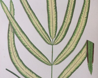 1872 Original Antike handgefärbte Botanische Illustration - Botanik - Schöne Blätterpflanze - Pteris Cretica - Dekoratives Wanddekor